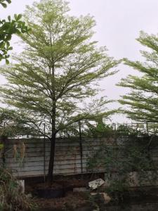 细叶榄仁