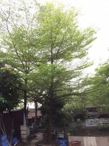 细叶榄仁