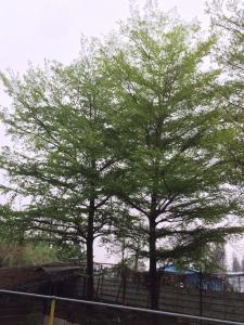 细叶榄仁